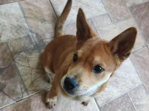 Cachorro raça SRD-ViraLata idade 2 a 6 meses nome Não tem