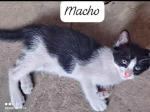 Gato raça SRD-ViraLata idade 2 a 6 meses nome Frajola
