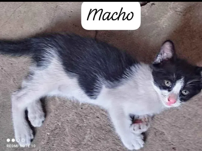 Gato ra a SRD-ViraLata idade 2 a 6 meses nome Frajola