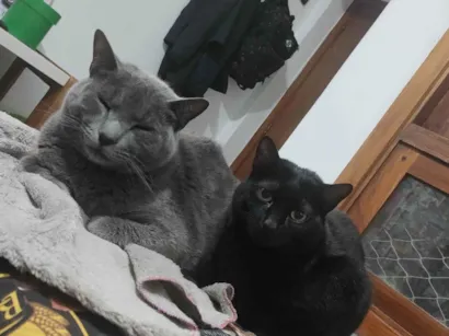 Gato raça SRD-ViraLata idade 5 anos nome Shiggy & Miya
