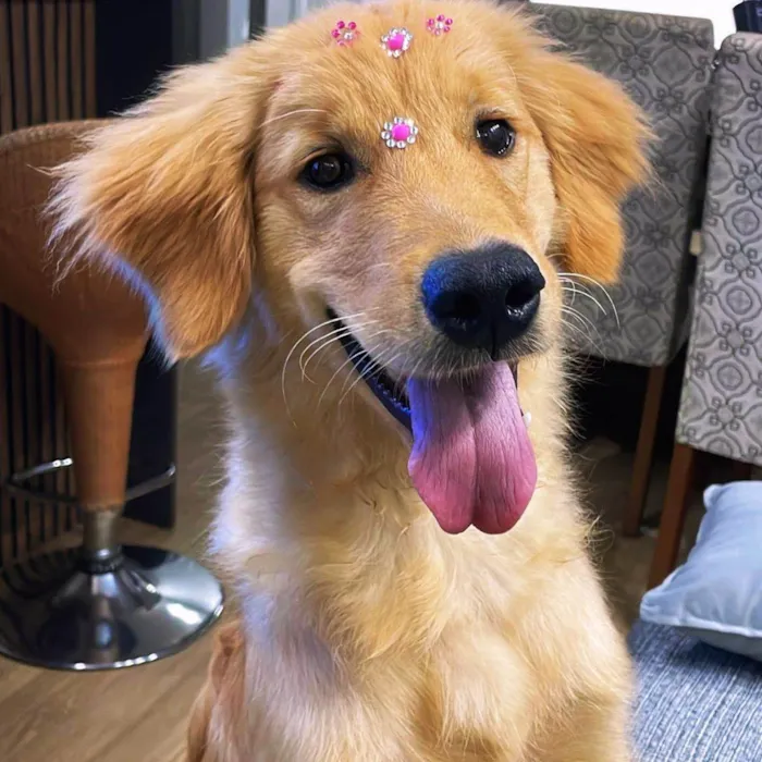 Cachorro ra a Labrador idade 7 a 11 meses nome Robin