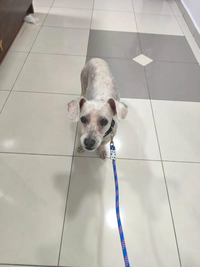 Cachorro ra a Maltês idade 6 ou mais anos nome não tem