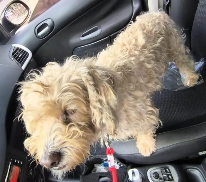 Cachorro ra a Maltês idade 6 ou mais anos nome não tem