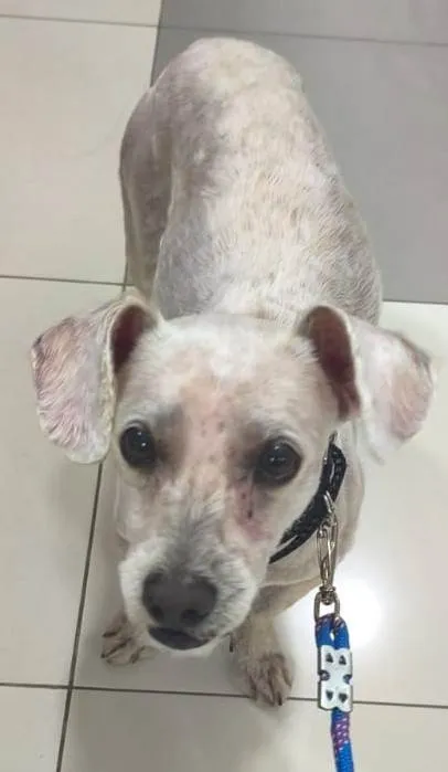Cachorro ra a Maltês idade 6 ou mais anos nome não tem
