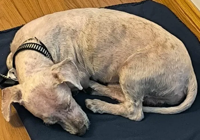 Cachorro ra a Maltês idade 6 ou mais anos nome não tem
