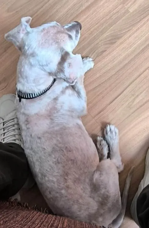 Cachorro ra a Maltês idade 6 ou mais anos nome não tem