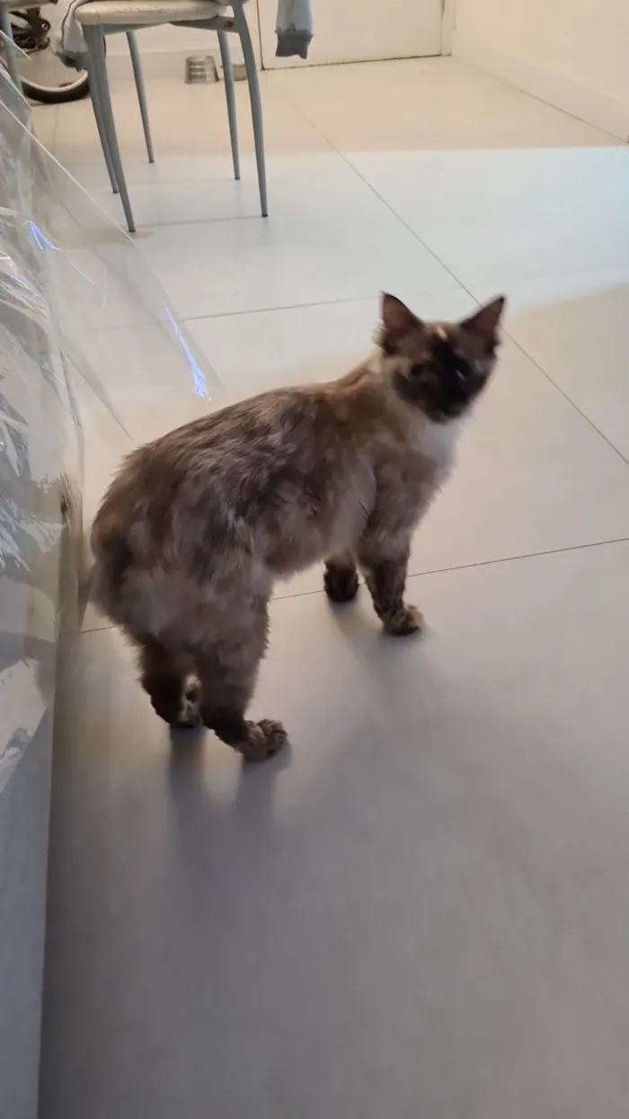 Gato ra a SRD-ViraLata idade 3 anos nome Clara