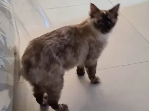 Gato raça SRD-ViraLata idade 3 anos nome Clara