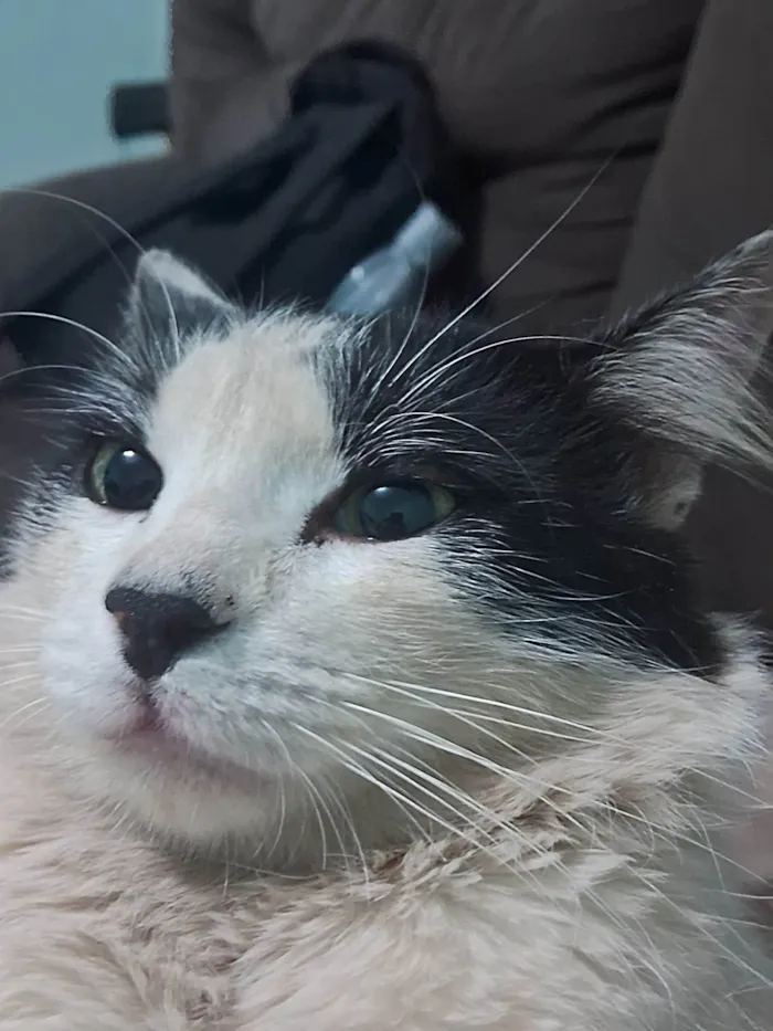 Gato ra a Maine Coon idade 7 a 11 meses nome Sem Nomes Definido