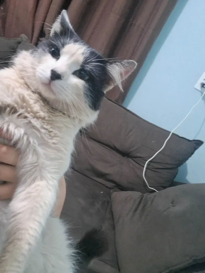 Gato ra a Maine Coon idade 7 a 11 meses nome Sem Nomes Definido