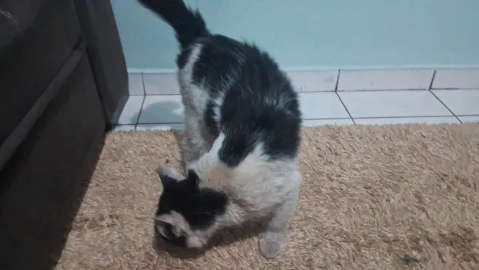 Gato ra a Maine Coon idade 7 a 11 meses nome Sem Nomes Definido