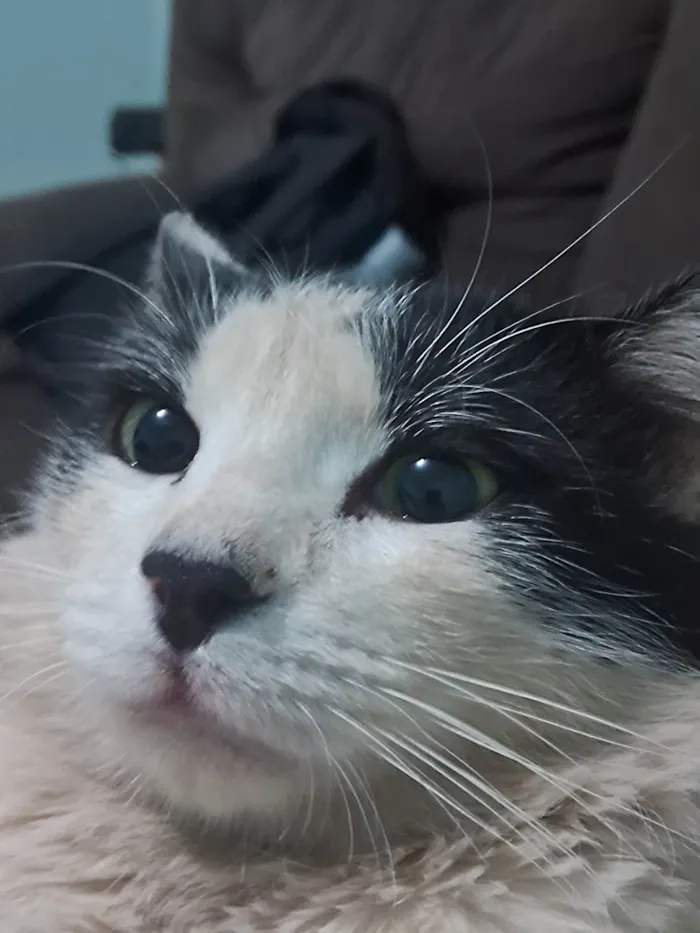 Gato ra a Maine Coon idade 7 a 11 meses nome Sem Nomes Definido