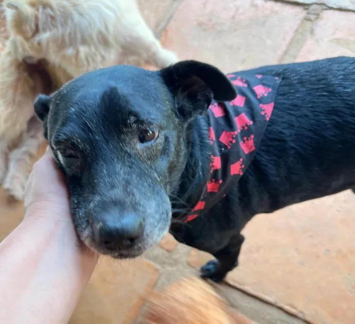 Cachorro ra a SRD-ViraLata idade 6 ou mais anos nome Hércules 