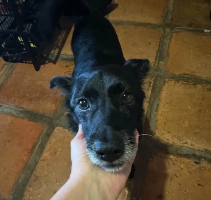 Cachorro ra a SRD-ViraLata idade 6 ou mais anos nome Hércules 