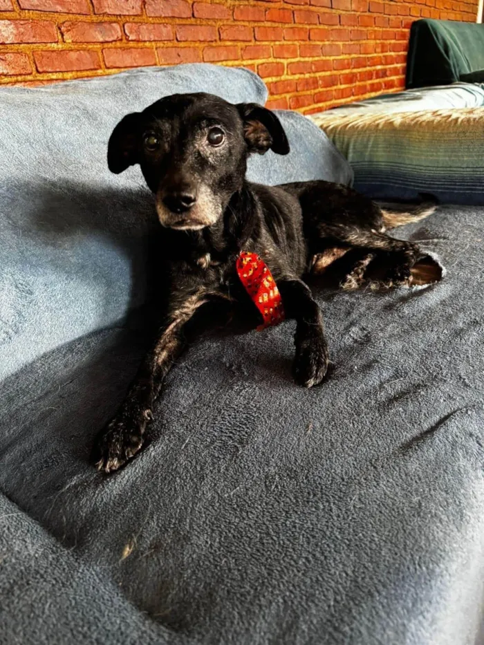 Cachorro ra a SRD-ViraLata idade 6 ou mais anos nome Hércules 