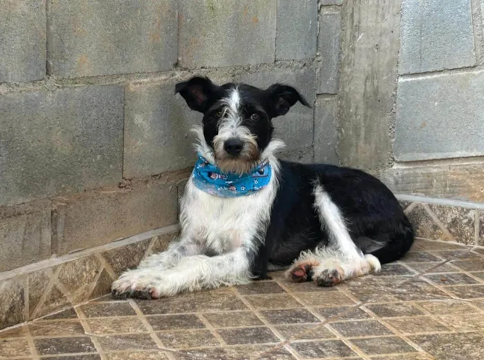 Cachorro ra a SRD-ViraLata idade 2 anos nome Valentin 