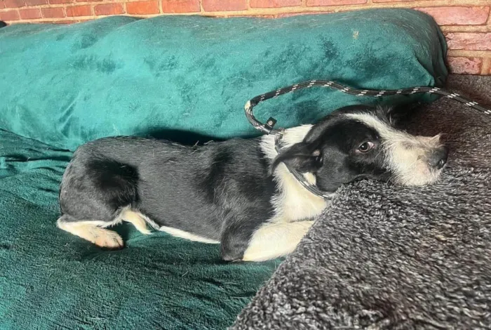 Cachorro ra a SRD-ViraLata idade 2 anos nome Valentin 