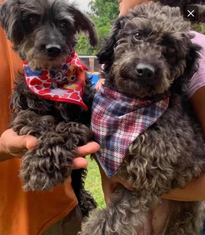 Cachorro ra a Poodle idade 6 ou mais anos nome Nego e Donzela 