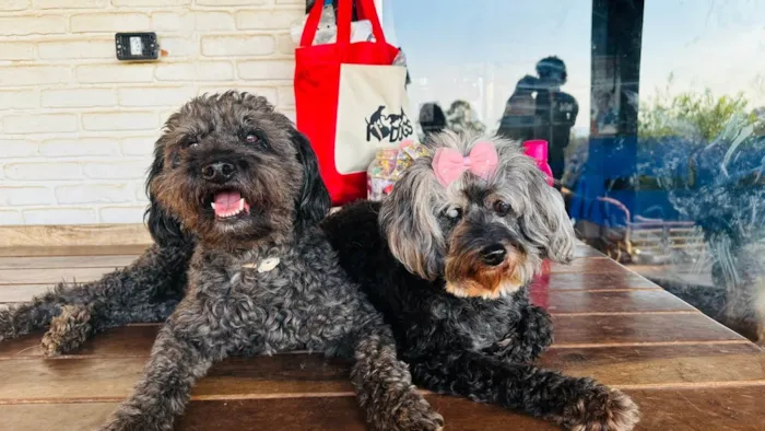 Cachorro ra a Poodle idade 6 ou mais anos nome Nego e Donzela 