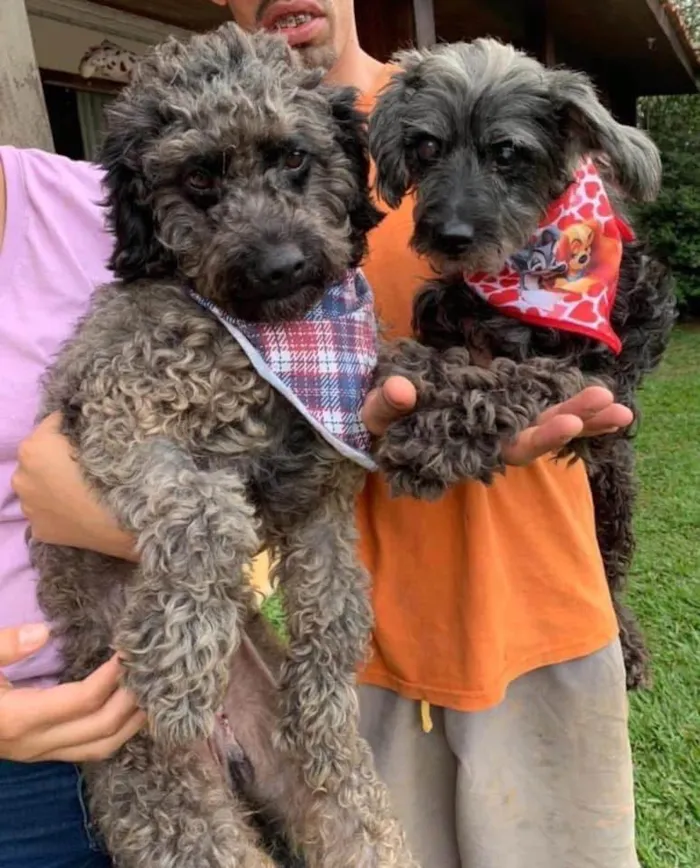 Cachorro ra a Poodle idade 6 ou mais anos nome Nego e Donzela 
