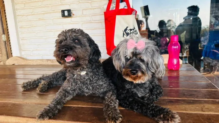 Cachorro ra a Poodle idade 6 ou mais anos nome Nego e Donzela 