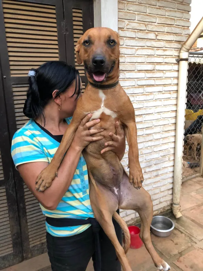 Cachorro ra a SRD-ViraLata idade 2 anos nome Alexia