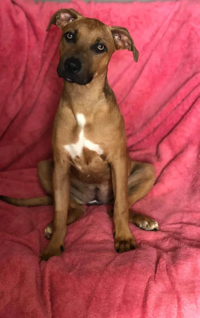 Cachorro ra a SRD-ViraLata idade 2 anos nome Alexia