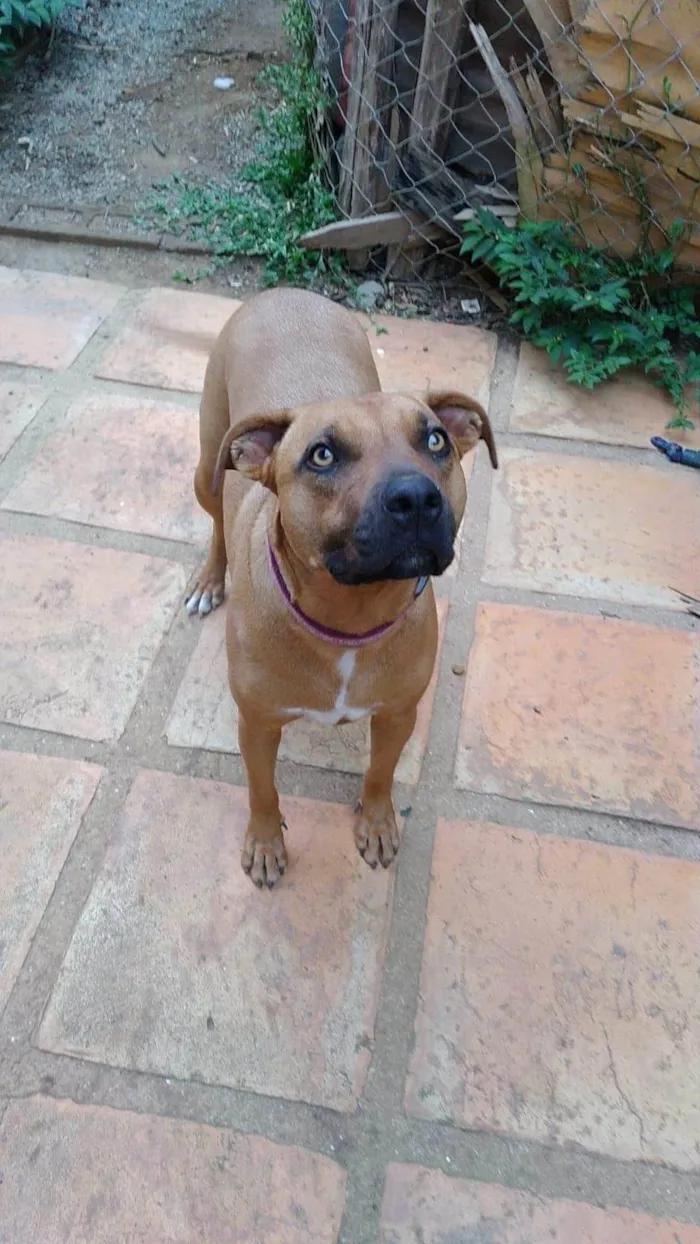 Cachorro ra a SRD-ViraLata idade 2 anos nome Alexia
