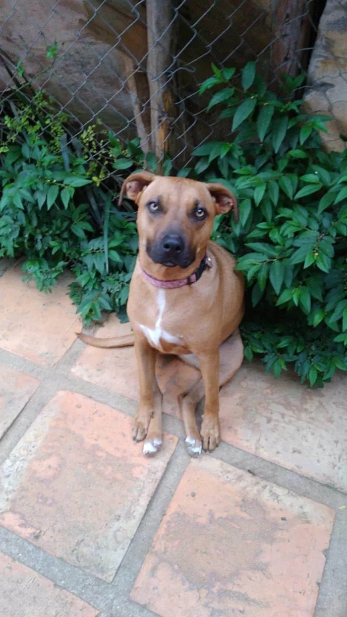 Cachorro ra a SRD-ViraLata idade 2 anos nome Alexia