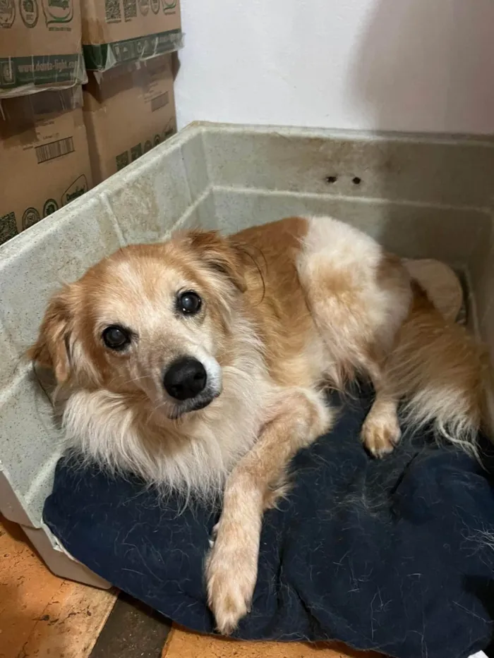 Cachorro ra a SRD-ViraLata idade 6 ou mais anos nome Yago 
