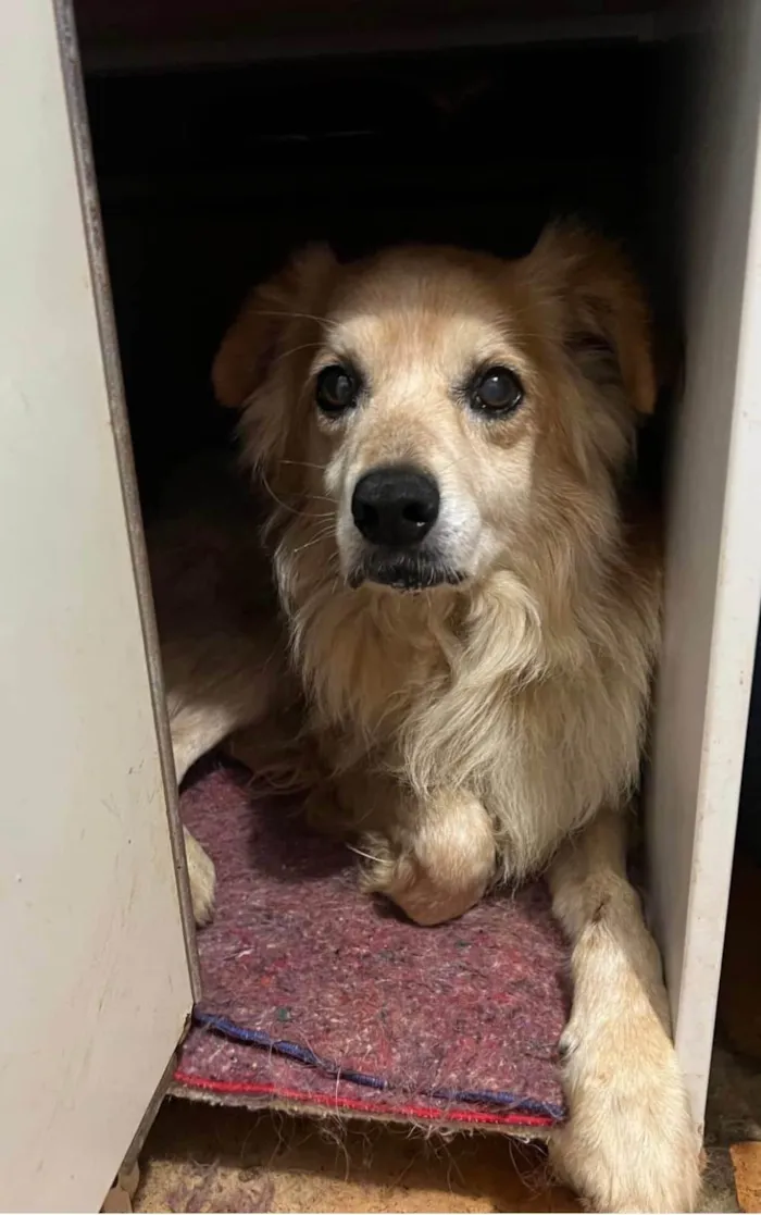 Cachorro ra a SRD-ViraLata idade 6 ou mais anos nome Yago 