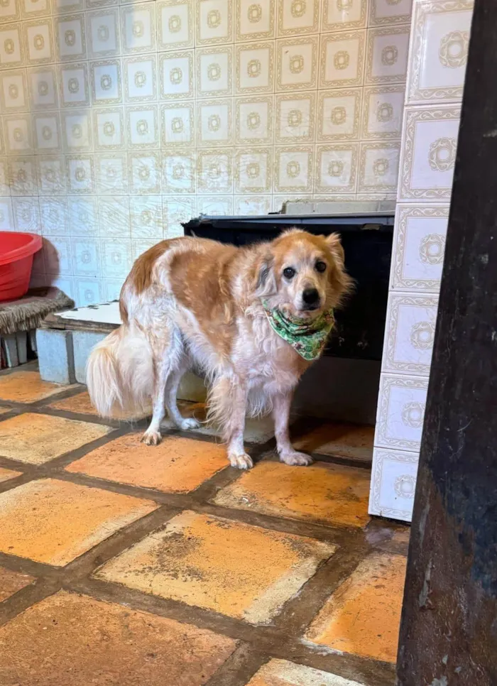 Cachorro ra a SRD-ViraLata idade 6 ou mais anos nome Yago 