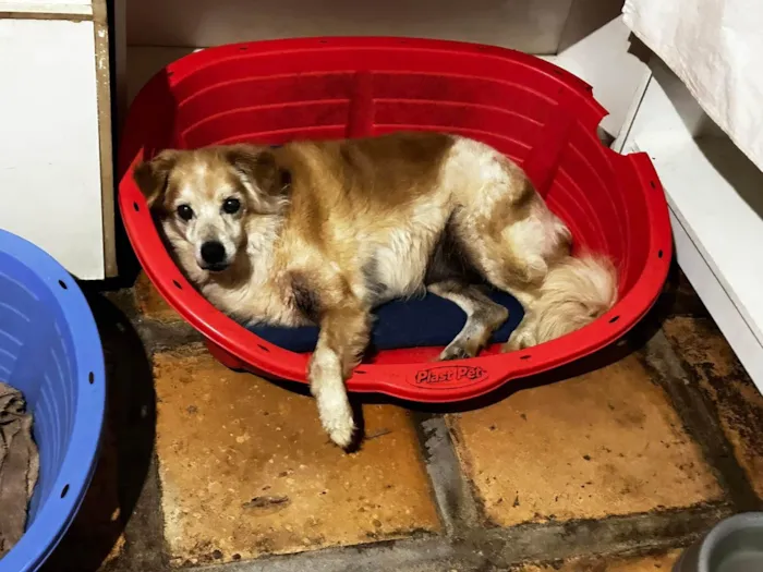 Cachorro ra a SRD-ViraLata idade 6 ou mais anos nome Yago 