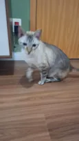 2 Gatos Urgente