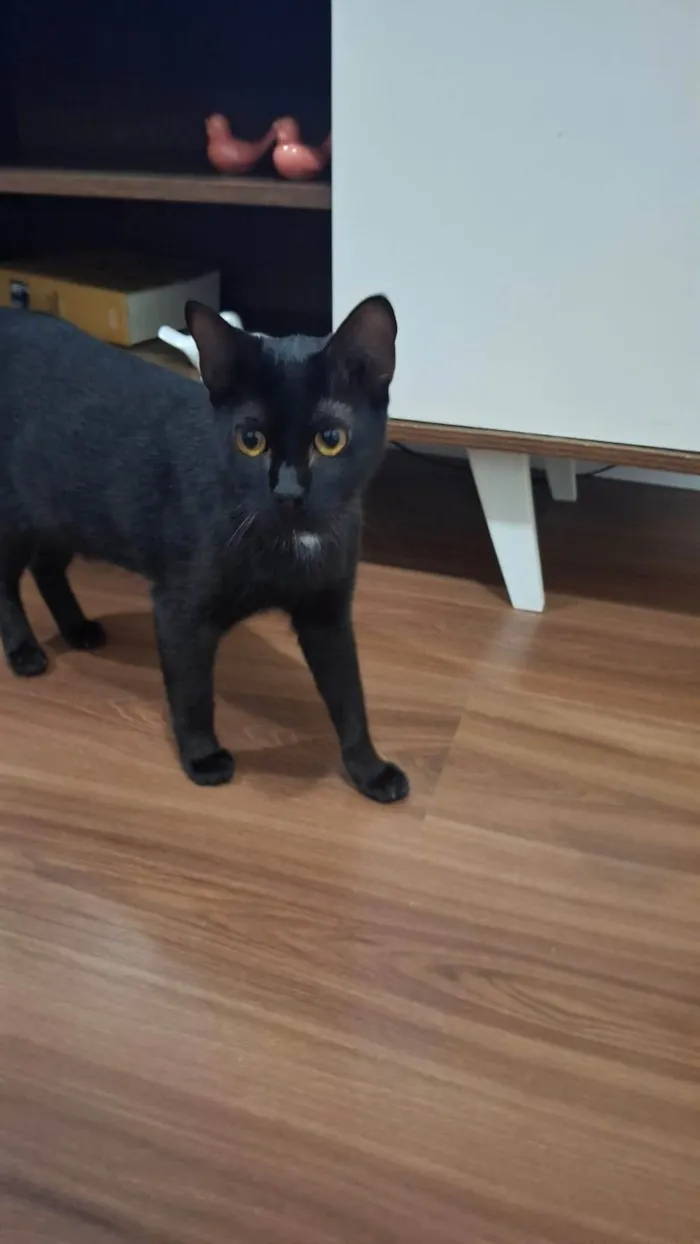 Gato ra a SRD-ViraLata idade 7 a 11 meses nome 2 Gatos Urgente
