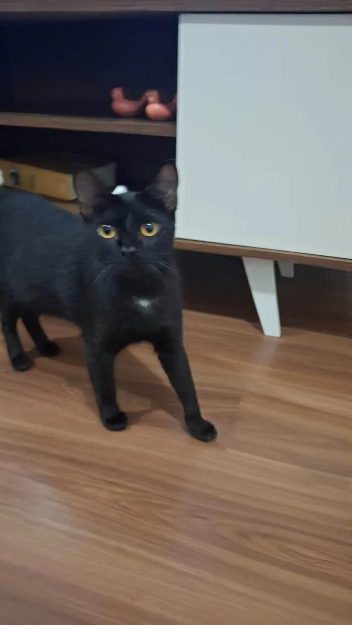 Gato ra a SRD-ViraLata idade 7 a 11 meses nome 2 Gatos Urgente