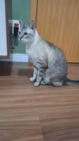 2 Gatos Urgente