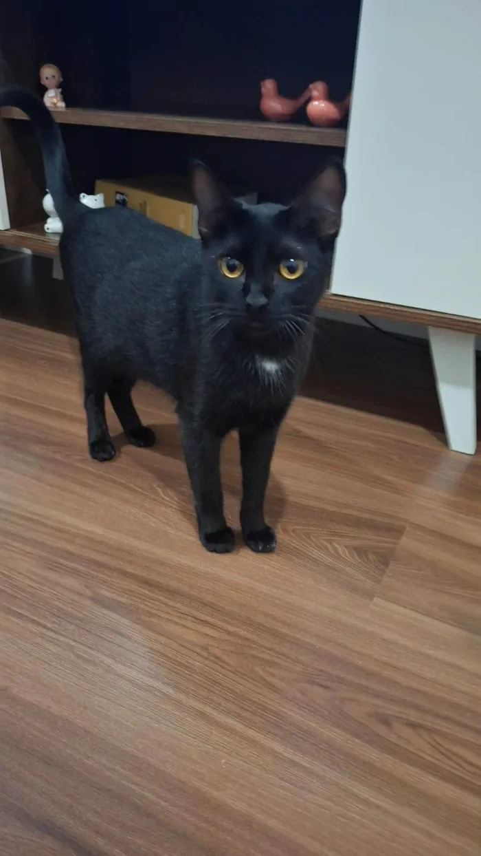 Gato ra a SRD-ViraLata idade 7 a 11 meses nome 2 Gatos Urgente