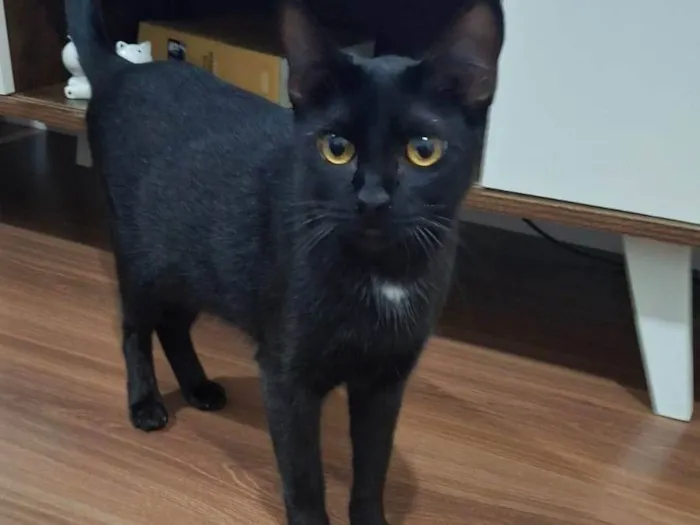 Gato ra a SRD-ViraLata idade 7 a 11 meses nome 2 Gatos Urgente