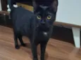 2 Gatos Urgente