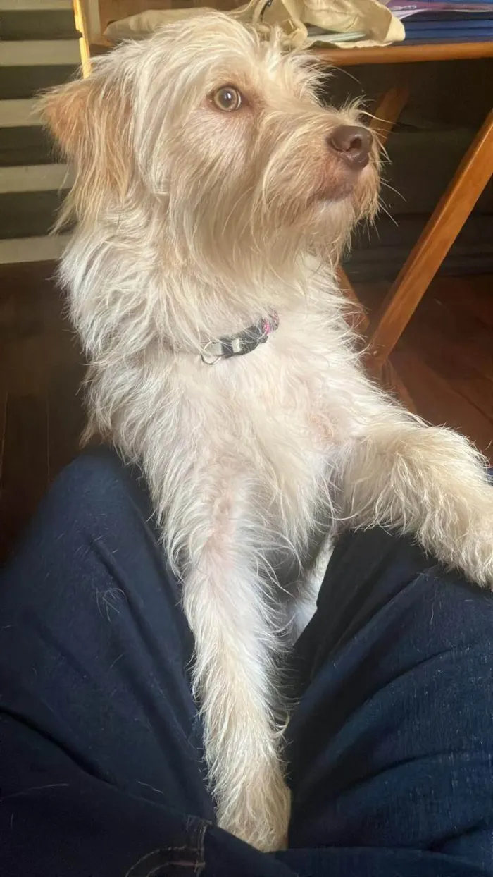 Cachorro ra a SRD-ViraLata idade 7 a 11 meses nome Porte P Urgente
