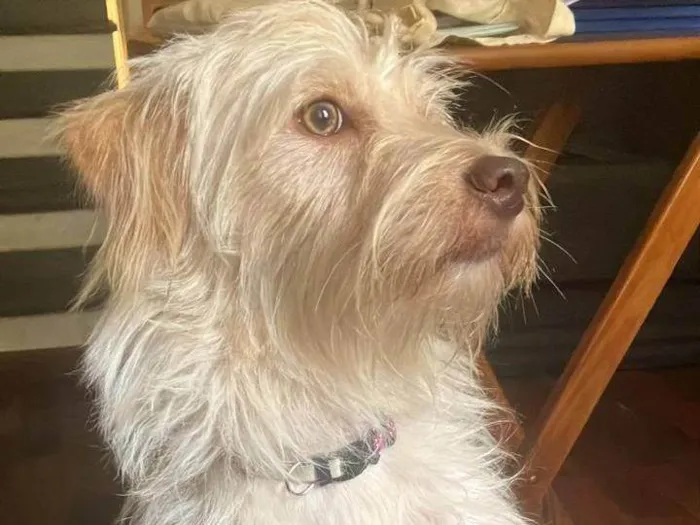 Cachorro ra a SRD-ViraLata idade 7 a 11 meses nome Porte P Urgente