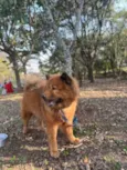 Chow Chow Urgente