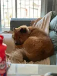 Chow Chow Urgente