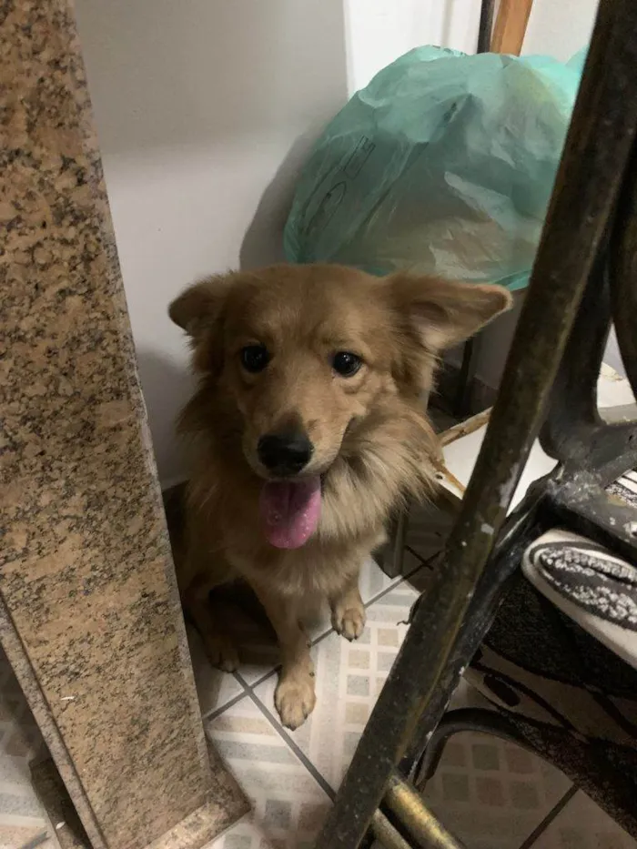 Cachorro ra a SRD-ViraLata idade 7 a 11 meses nome Porte P/M Urgente
