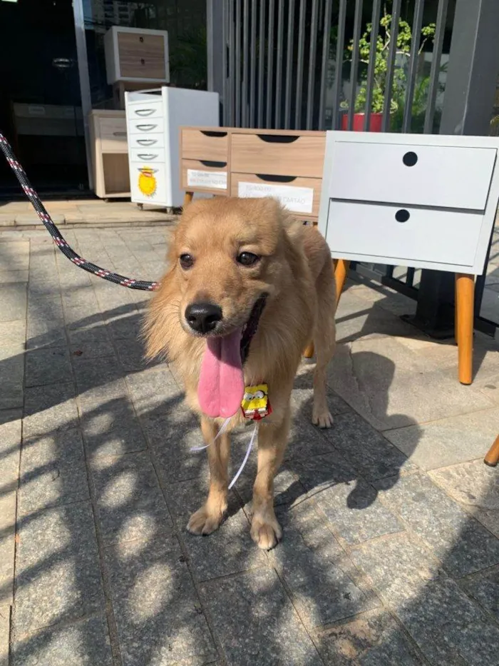 Cachorro ra a SRD-ViraLata idade 7 a 11 meses nome Porte P/M Urgente