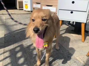 Cachorro raça SRD-ViraLata idade 7 a 11 meses nome Porte P/M Urgente