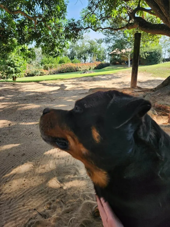 Cachorro ra a SRD-ViraLata idade 7 a 11 meses nome 2 Cães Urgente