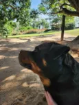 2 Cães Urgente