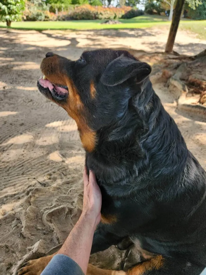 Cachorro ra a SRD-ViraLata idade 7 a 11 meses nome 2 Cães Urgente